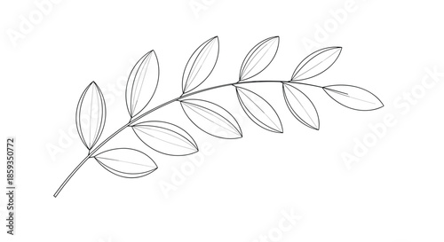 Simple botanical drawing of a curved leafy branch with multiple oval leaflets rendered in fine black lines on a clean white background.