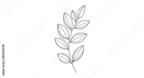 Delicate botanical illustration of a single plant branch with numerous small leaves depicted in minimalist black line art on white paper.