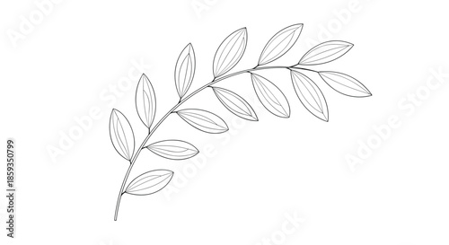 Elegant curved leafy branch drawing showcasing fine detail in each leaf through black and white line art for botanical design purposes.