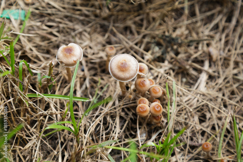 wild mushrooms growing in dry grass and straw.