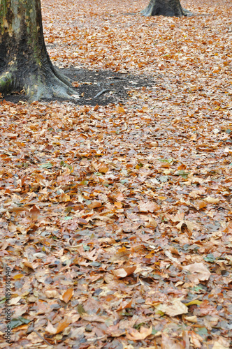 落ち葉　枯葉