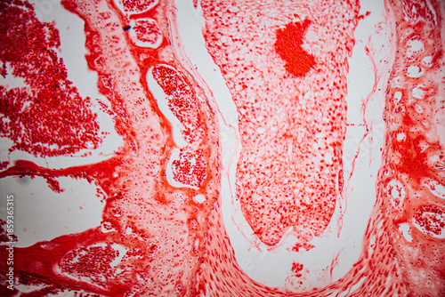 Photography Microscopic image of human skeletal muscle tissue showing organized striated fibers stained in red, highlighting muscle bundles and connective tissue divisions