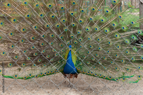 White Peacock Standing On Rural Farm Ground
