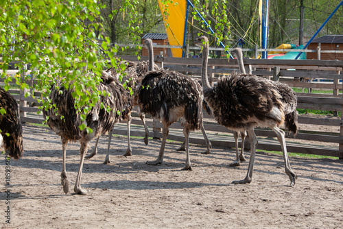 Group Of Ostriches Walking In Farm Enclosure