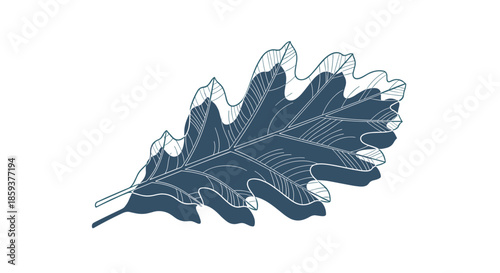Detailed botanical illustration of a large oak leaf featuring intricate vein patterns and shadows against a clean white background.