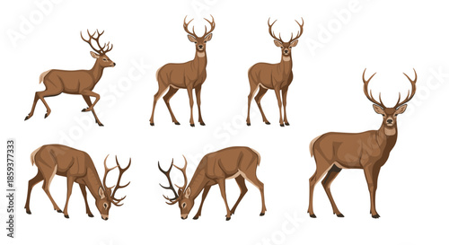 Collection of deer sketches in various poses including standing grazing and running for wildlife and nature illustration projects.