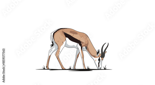 Springbok antelope with curved horns grazing on grass against a plain white background in a detailed wildlife illustration.