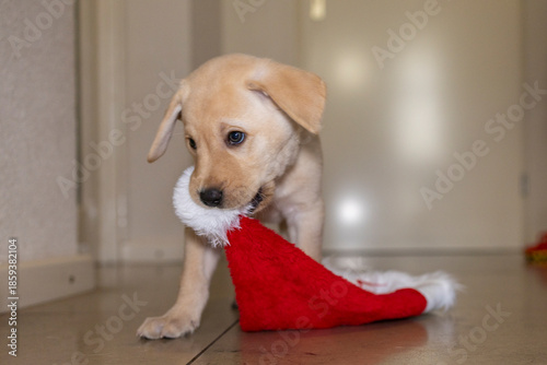 A funny-looking blonde Labrador puppy playing with a Santa hat; dog, animal, pet, companion animal, mammal, domestic dog, guide dog, dog with a mission