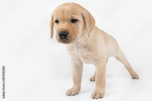 A curious Labrador Retriever puppy; dog, animal, pet, companion animal, mammal, domestic dog, guide dog, dog with a mission