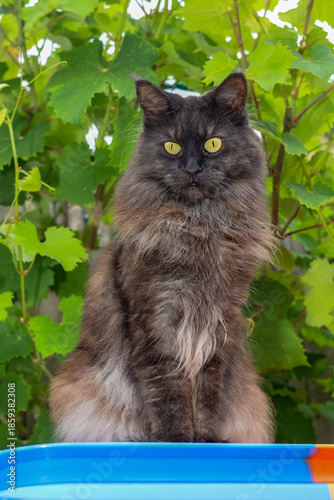 Black-brown Maine Coon cat on the lookout, pet, companion animal, Smokie, mammal, predator