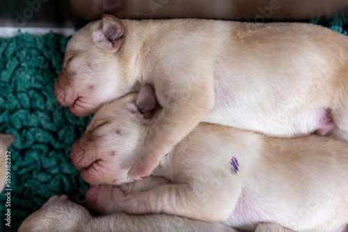 Two yellow Labrador puppies sleeping close together, three days old