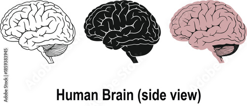 Three human brain illustrations in side view showing outline silhouette and colored versions for medical and educational concepts