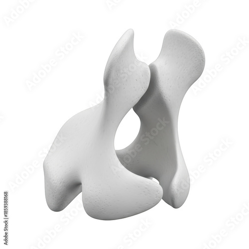 Two abstract white bone like structures against a black background anatomy
