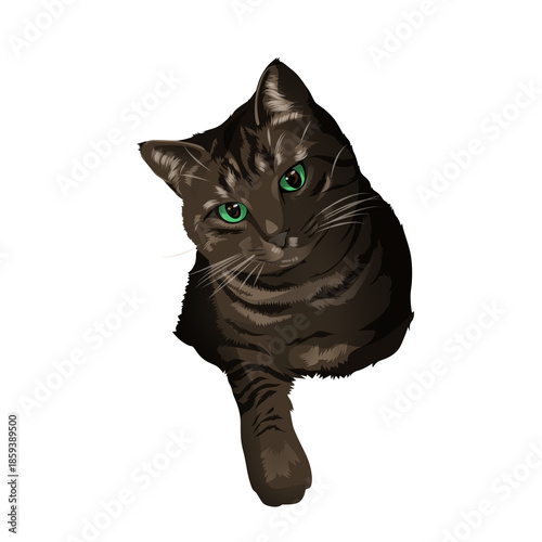 black cat isolated on white