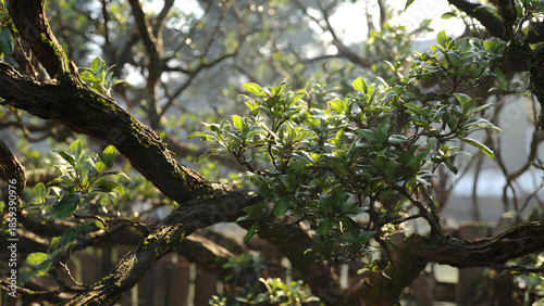 Formal garden hedge shaping creating elegant walking paths