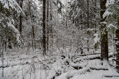 Photography dense winter forest with snow-covered pine trees and underbrush