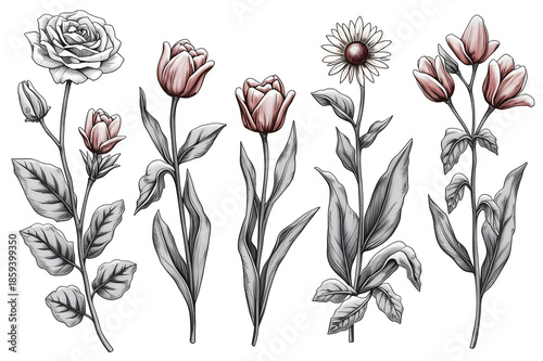 A beautiful illustration of various flowers including roses and tulips in a simple yet elegant style