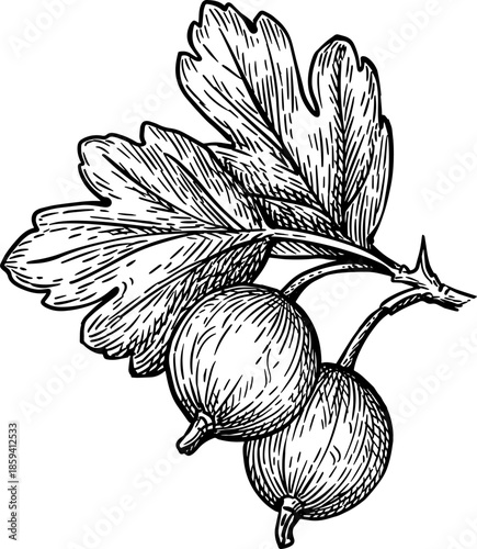 Gooseberries branch. Hand drawn ink sketch.