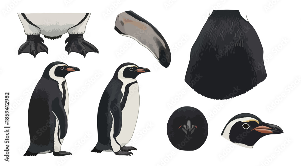 Obraz premium Penguin elements isolated on black background for design projects