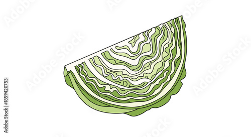 A colorful hand-drawn illustration of a cut wedge of green cabbage, detailing the layered texture of the leaves, isolated on a clean white background.