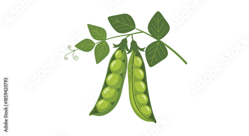 A beautiful, hand-drawn illustration of two vibrant green pea pods hanging on a leafy vine, showcasing a slightly textured and artistic style for designs.