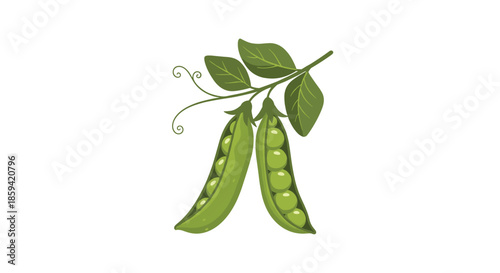 A charming illustration of two green pea pods, one open to show the peas, hanging from a leafy vine with tendrils, isolated on a white background.