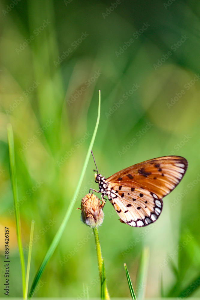 Obraz premium Butterflies are beautiful scale-winged insects (Lepidoptera), known for their brightly colored and patterned wings, club-like antennae, and complete metamorphosis (egg, larva, pupa, adult). Their bodi
