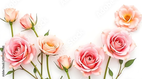 Pink and Cream Floral Row on White Background