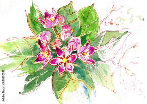 Abstract pink flowers.  Watercolor and ink drawing.  Hand-drawn illustration.