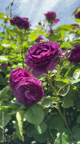 Floribunda rose flowers in the garden, vertical video