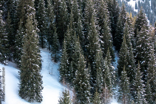 christmas tree in snow