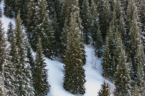 snow covered pine tree