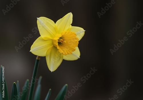Delicate yellow single daffodil narcissus flower blooming outdoors, showcasing its brilliant trumpet and smooth green stem against a gentle spring background ,fresh ,nature ,bulb