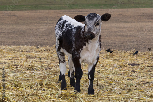A young black and white baby Speckle Park breed calf standing on yellow straw in the pasture.