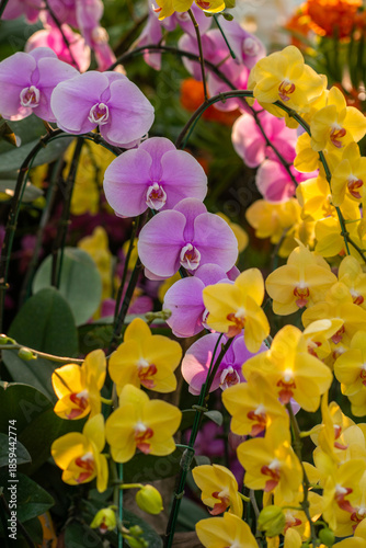 Obraz na plátně Close-up of tropical orchids in bloom with a lush floral background, natural light, and soft focus, suitable for nature, decoration, and wellness concepts