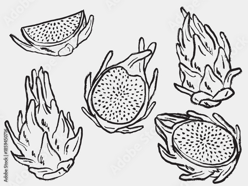 Hand drawn dragon fruit set with whole and sliced pitaya. Tropical tasty fruit design. Vector sketch illustration in vintage crayon charcoal style