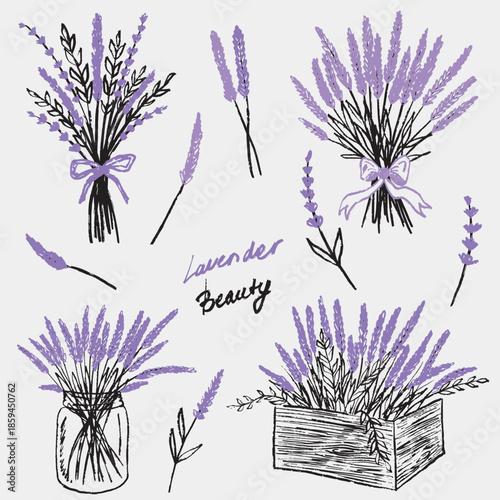 Hand drawn lavender bouquet in jars, boxes, and tied bundles. Separate lavender branches. Vector sketch illustration in vintage crayon charcoal style
