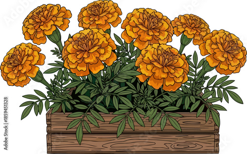 golden hour vibrance cheerful marigolds adorning a timeless wooden crate, vector isolated on transparent background
