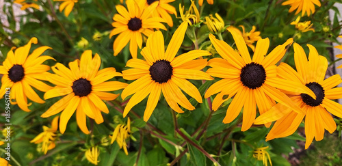 Photos Yellow rudbeckia hirta flowers blooming along the road. Panorama.