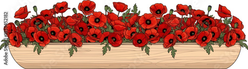 poppy lane red blooms overflowing from a natural wooden window box, vector isolated on transparent background