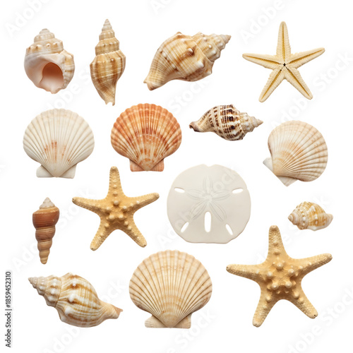 Collection of various seashells and starfish on white background isolated on transparent background