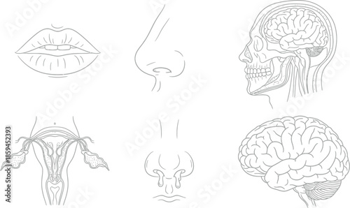 Detailed illustration of human facial features and brain structure