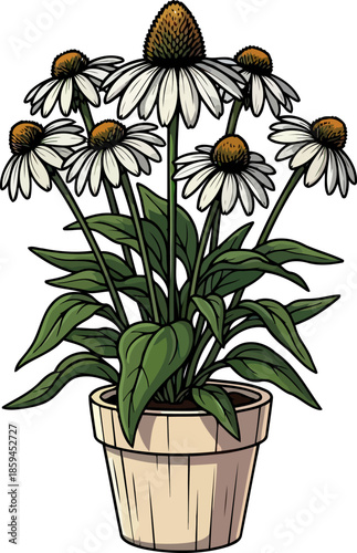 resilient cone bloom potted echinacea embodying natural strength and wholesome serenity, vector isolated on transparent background