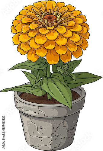 sunny zinnia charm a illustration of enduring growth and vitality, vector isolated on transparent background