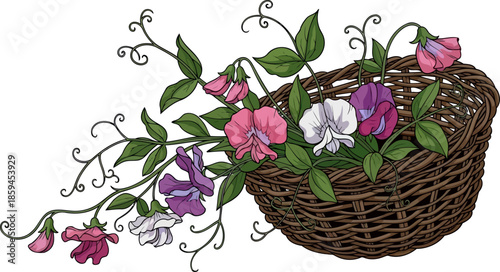 vine basket harmony sweet pea cascade, natures whispered elegance, vector isolated on transparent background