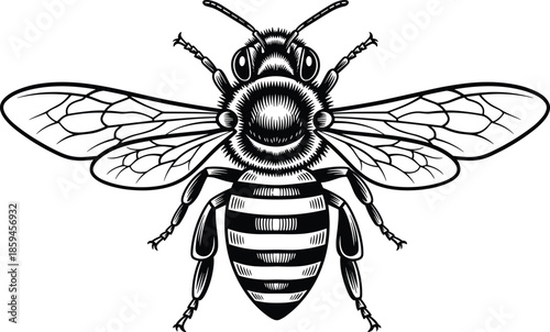 bee illustration, insect anatomy, black and white, top view, wings spread, segmented body, compound eyes, nature drawing, scientific sketch, entomology art