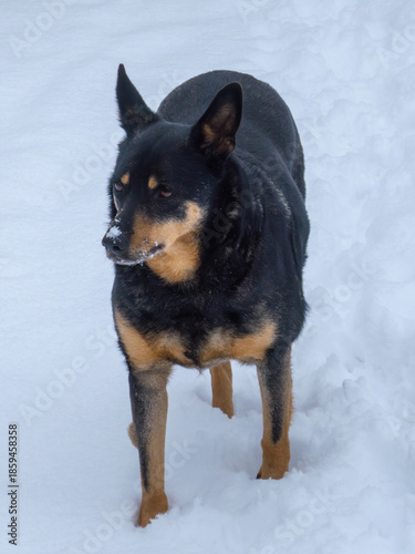 Black and tan dog standing in deep white snow
