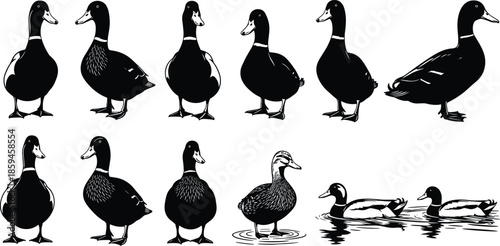 duck illustration, black white ducks, walking ducks, swimming ducks, stylized birds, feather detail, duck poses, nature sketch, animal drawing, bird silhouette