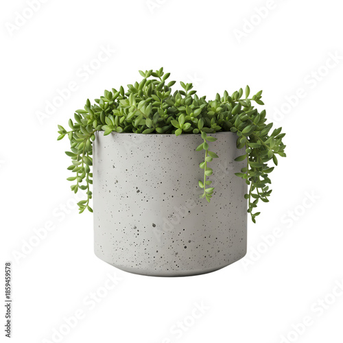 Concrete Potted Succulent Plant on white background