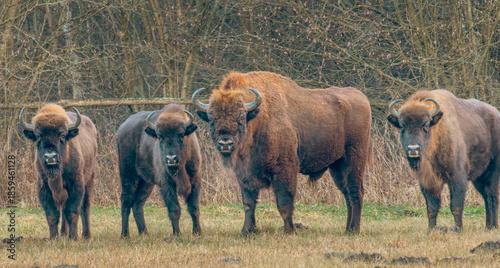 a herd of bison in Podlasie in eastern Poland